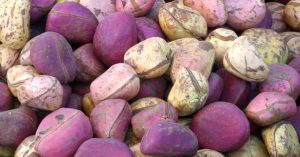 Benefits of Wonderful Kola: A Comprehensive Guide