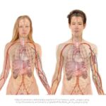 Masturbation Effects on Kidney Health