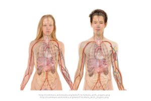 Masturbation Effects on Kidney Health
