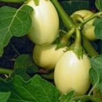 Health Benefits of Garden Egg Leaf: