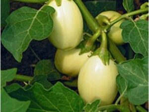 Health Benefits of Garden Egg Leaf: