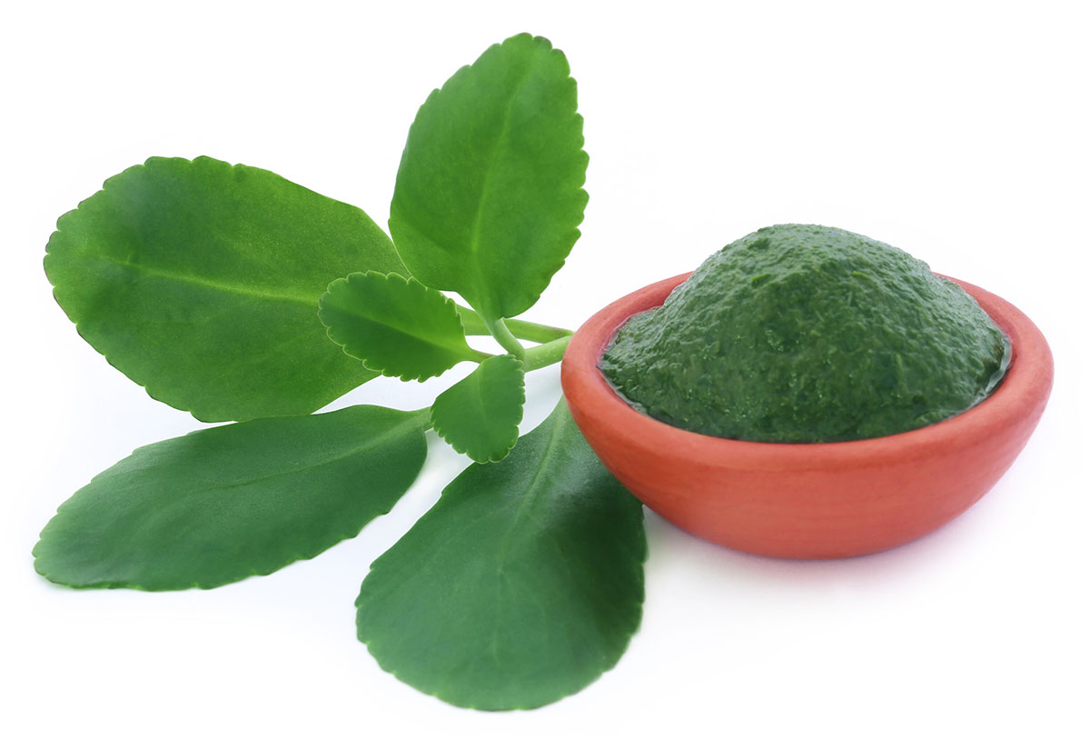 Miracle Leaf Benefits