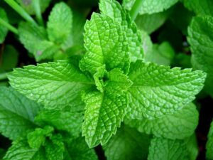 Bitter Leaf Benefits and Side Effects