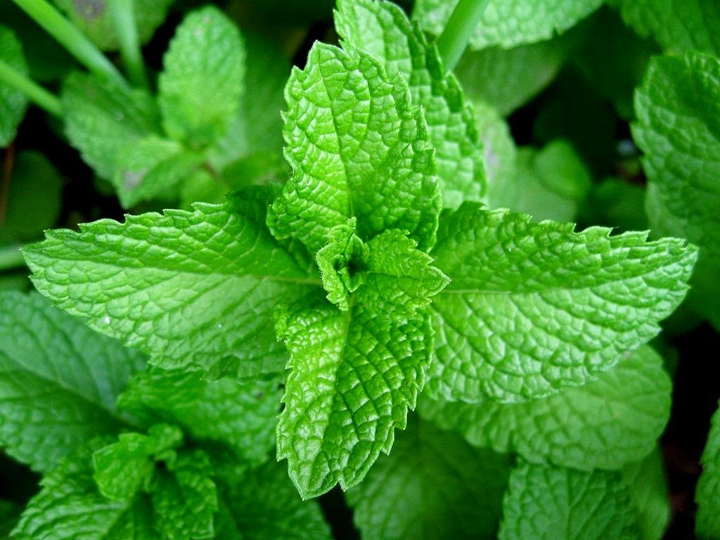 Bitter Leaf Benefits and Side Effects