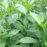 Health Benefits of Bitter Leaf