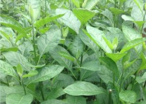 Health Benefits of Bitter Leaf