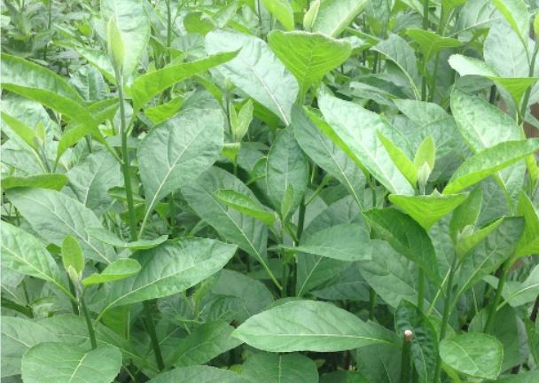 Health Benefits of Bitter Leaf